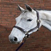 HyClass Leather Padded head collar - full - dark brown