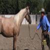 Monty Roberts Official Dually Training Halter MEDIUM/COB (with FREE DVD) view 2