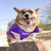 NFL MINNESOTA VIKINGS DOG Jersey, X-Large view 3