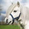Horseware Ireland Amigo Headcollar view 1