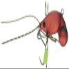 Jackson Minnow Chinukori 1.2 inches (31 mm), 0.2 oz (7 g), Shrimp Chili EC Lure view 1