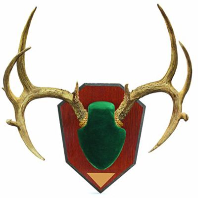 Antler Mt Kit w/Green Skull Cover