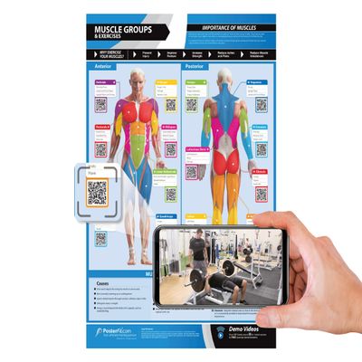 Muscle Groups Gym Workout Poster - EXTRA LARGE 33" X 23.5" - Laminated - Gym & Home Fitness Chart - Includes Video Training Support by Posterfit