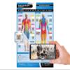 Muscle Groups Gym Workout Poster - EXTRA LARGE 33" X 23.5" - Laminated - Gym & Home Fitness Chart - Includes Video Training Support by Posterfit view 1
