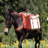 Outfitters Supply Canvas & Leather Panniers, Montana Made, for use on a Pack Saddle, for Horse & Mule Packing, 24 OZ Canvas, Heavy Leather Ends and Straps, Sold as aPair view 2