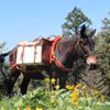 Outfitters Supply Canvas & Leather Panniers, Montana Made, for use on a Pack Saddle, for Horse & Mule Packing, 24 OZ Canvas, Heavy Leather Ends and Straps, Sold as aPair view 3