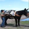 Outfitters Supply Mohair/Wool Blend Double Pack Cinch for Horse & Mule Packing; 36/38" view 2