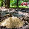 Antler King Apple Burst Attractant view 3