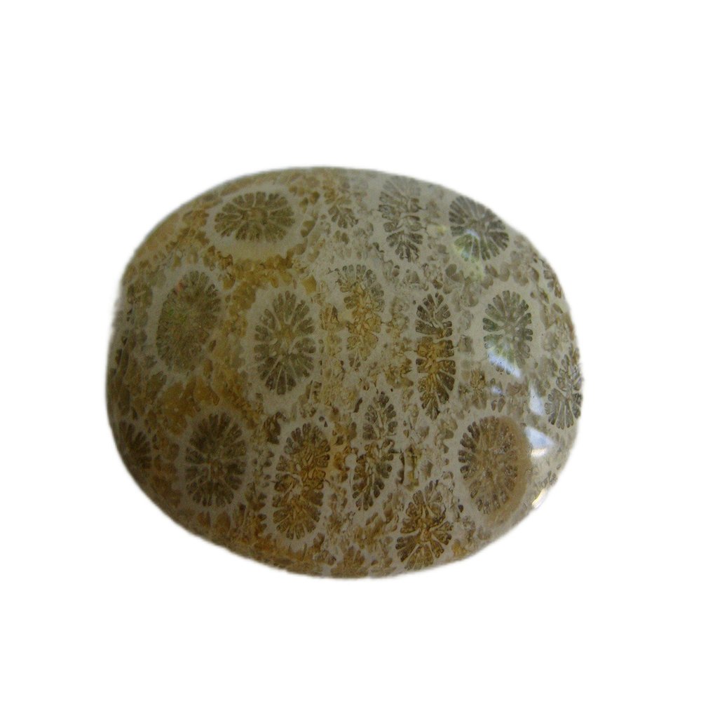Flo3818 Coral Agatised Oval Cabochon Nice Pattern