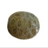 Flo3818 Coral Agatised Oval Cabochon Nice Pattern view 1