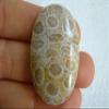 Flo3818 Coral Agatised Oval Cabochon Nice Pattern view 2