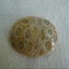 Flo3818 Coral Agatised Oval Cabochon Nice Pattern view 3