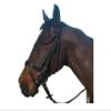 Cameo Padded Flash Bridle - Cob, Black view 1