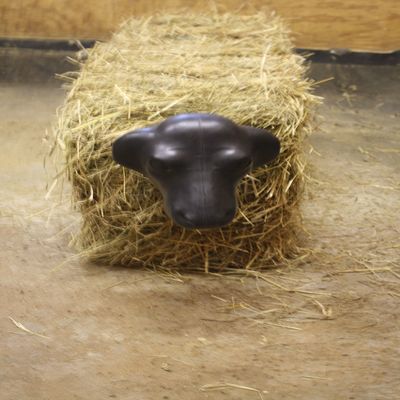 AC Calf Head with Hay Bale Spikes