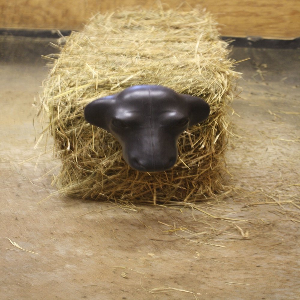 AC Calf Head with Hay Bale Spikes