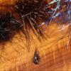 Creepy Crawley Ice Dub Brown view 1