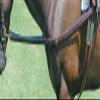 Nunn Finer All Leather Side Reins (Oversize, Havana) view 1