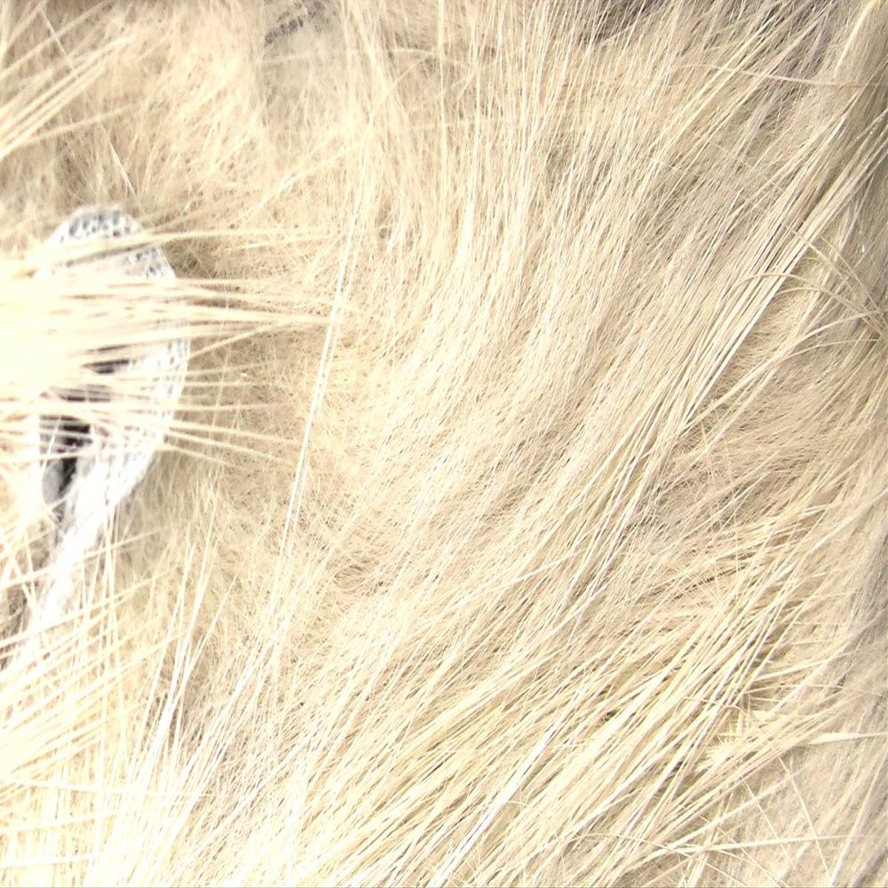 Hareline Fly Tying Crosscut Rabbit Strips - Flesh