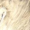 Hareline Fly Tying Crosscut Rabbit Strips - Flesh view 1