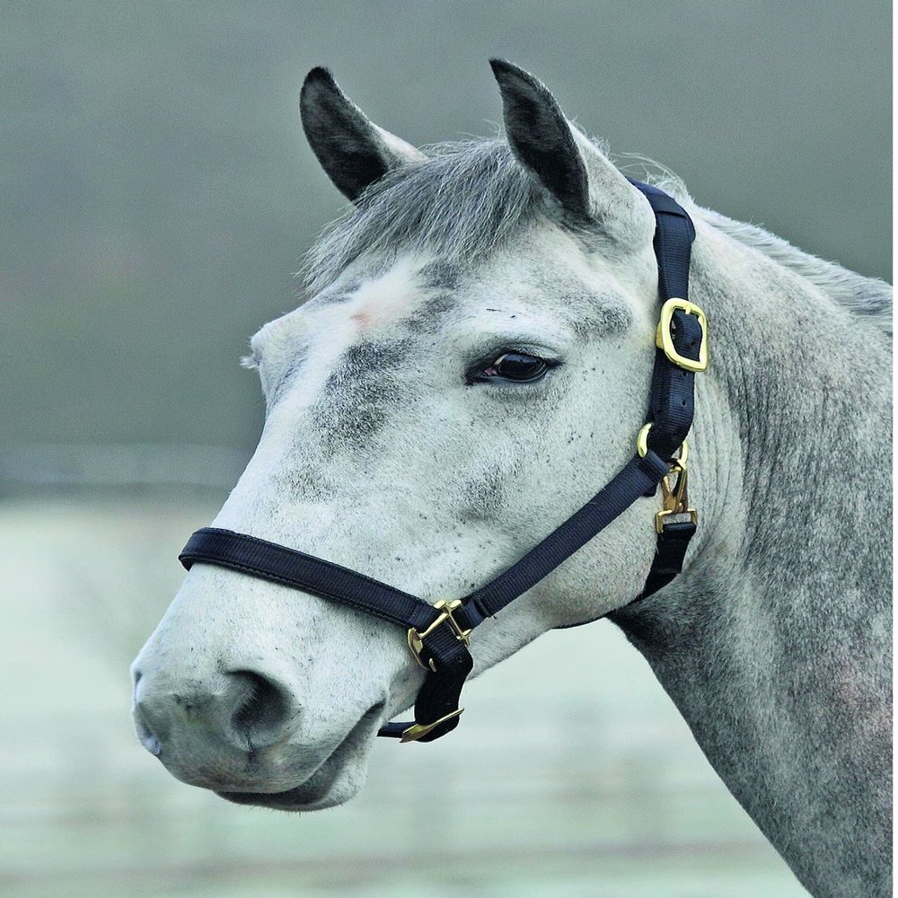 Shires Topaz Nylon Halter with BREAEKAWAY (Black, X-Full)