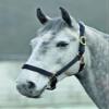 Shires Topaz Nylon Halter with BREAEKAWAY (Black, X-Full) view 1