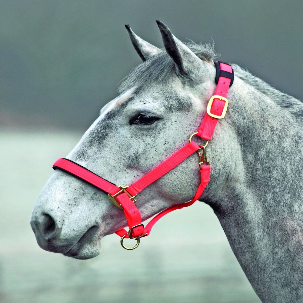 Shires Topaz Nylon Halter with BREAEKAWAY (Orange, X-Full)