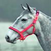 Shires Topaz Nylon Halter with BREAEKAWAY (Orange, X-Full) view 1