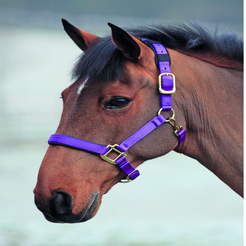 Shires Topaz Nylon Halter with BREAEKAWAY (Purple, X-Full)
