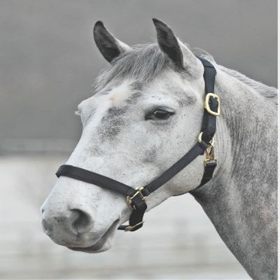 Shires Topaz Nylon Halter with BREAEKAWAY (Black, Cob)