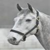 Shires Topaz Nylon Halter with BREAEKAWAY (Black, Cob) view 1