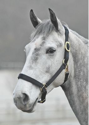 Shires Topaz Nylon Halter with BREAEKAWAY (Black, Full)