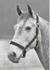 Shires Topaz Nylon Halter with BREAEKAWAY (Black, Full) view 1