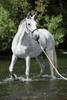 Hunters Saddlery Horse Rope Halters - 11 Sizes - Miniature, Foal, Weanling, Pony, Cob/Arab, Horse, Warmblood, Draft & Custom (Horse, White) view 2