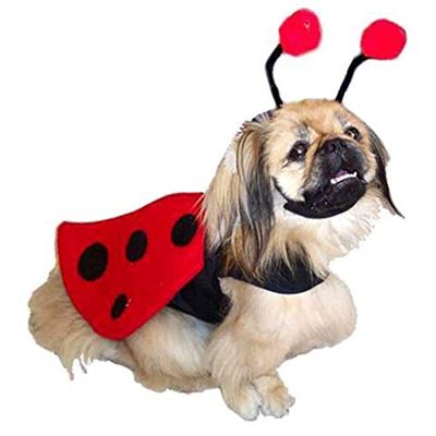 DOGGIE DESIGN Lady Bug Winged Costume Set with Headpiece and Matching Leash for Dogs Size X-Small (Chest: 10"-13", Neck: 7"-10", Pets Weighing: 3-5 Lbs.)