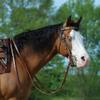 Weaver Leather Skirting Leather Split Reins, 7-feet Long Western Reins for Horses for Trail Riding, and More, Durable Equine Supplies, Dark Oil view 2