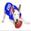 Pets First NCAA FLORIDA GATORS DOG Jersey, Medium, Model:FL-4006-MD view 2