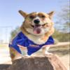 Pets First NCAA FLORIDA GATORS DOG Jersey, Medium, Model:FL-4006-MD view 4