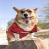 Pets First NCAA College Arkansas Razorbacks Mesh Jersey for DOGS & CATS, Medium. Licensed Dog Jersey with your Favorite Football/Basketball College Team view 2