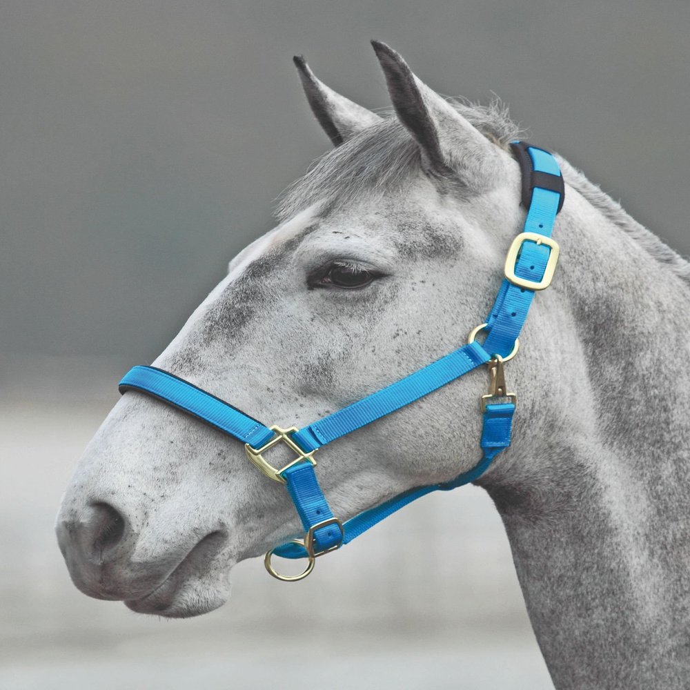 Shires Topaz Nylon Halter with BREAEKAWAY (Blue, Pony)