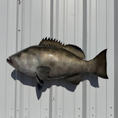 In Stock - 32" Gag Grouper Wall Mount Fish Replica Trophy