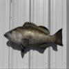 In Stock - 32" Gag Grouper Wall Mount Fish Replica Trophy view 1