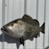 In Stock - 32" Gag Grouper Wall Mount Fish Replica Trophy view 2