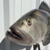 In Stock - 32" Gag Grouper Wall Mount Fish Replica Trophy view 3