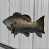 In Stock - 32" Gag Grouper Wall Mount Fish Replica Trophy view 4