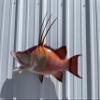 32" Hog Snapper Two Sided Wall Mount Fish Replica Trophy, Fishing Wall & Coastal Decor view 1