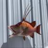 32" Hog Snapper Two Sided Wall Mount Fish Replica Trophy, Fishing Wall & Coastal Decor view 2