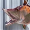 32" Hog Snapper Two Sided Wall Mount Fish Replica Trophy, Fishing Wall & Coastal Decor view 3