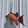 32" Hog Snapper Two Sided Wall Mount Fish Replica Trophy, Fishing Wall & Coastal Decor view 4