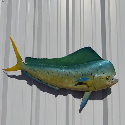 Bull Dolphin Wall Mount  36 Inch Full Mount Fish Replica for Fishing & Coastal Wall Decor aka Mahi Mahi and Dorado
