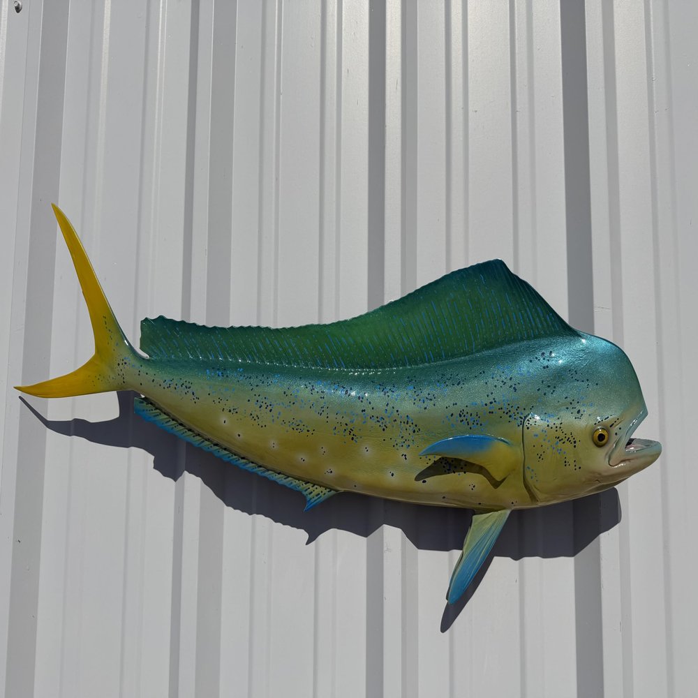 Bull Dolphin Wall Mount  36 Inch Full Mount Fish Replica for Fishing & Coastal Wall Decor aka Mahi Mahi and Dorado
